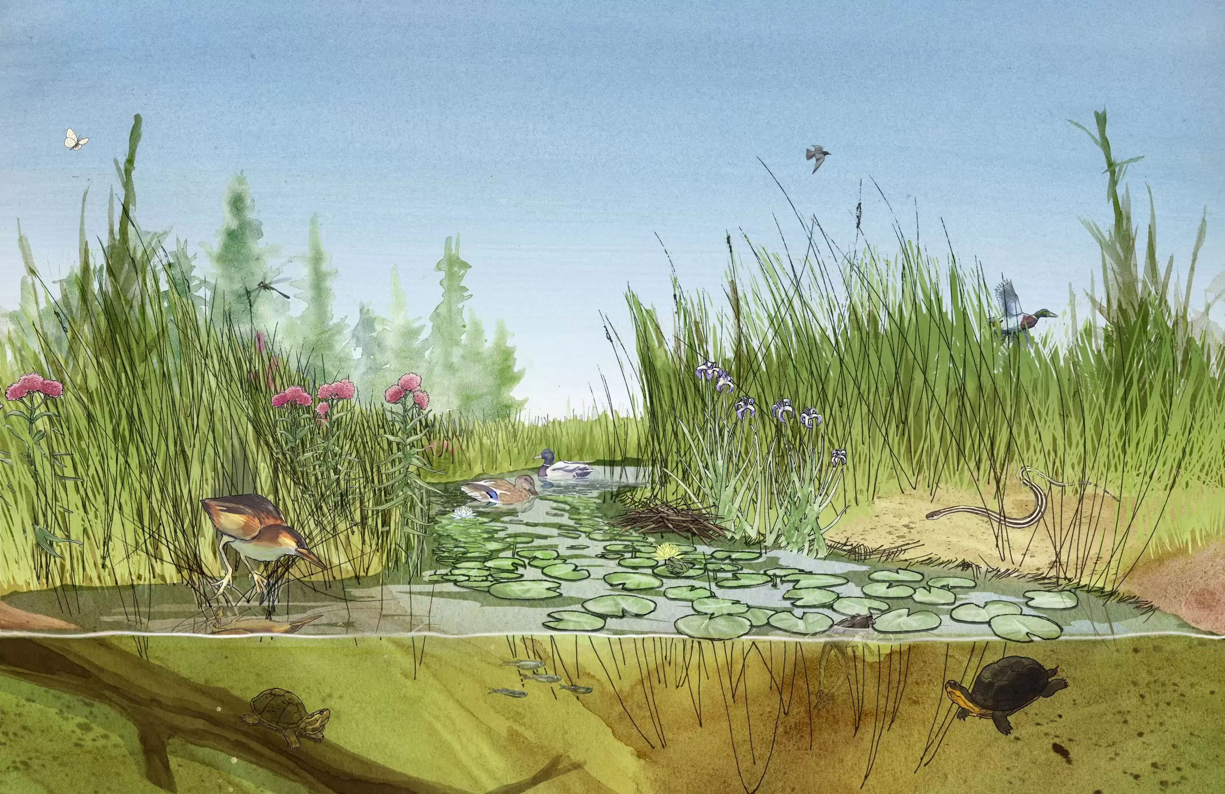 Chris Coles: Wildlife and Habitat along the Trent Severn Waterway