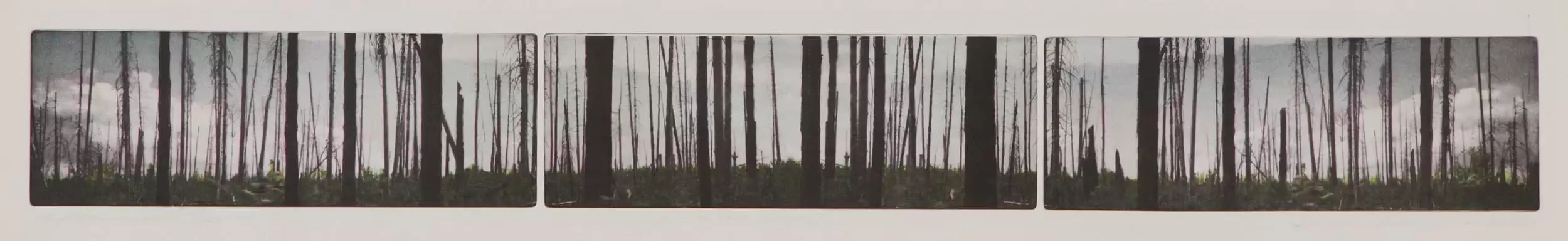 Triptych etching George Raab featuring the trunks of hardwood trees