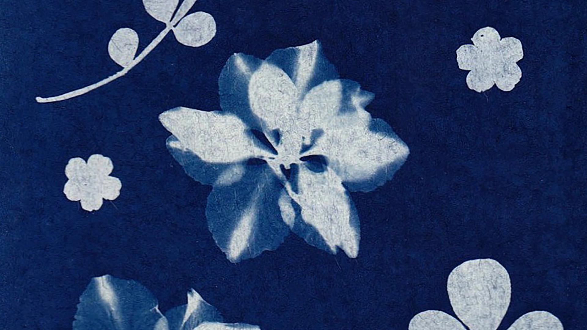 Saturday Art Club: Cyanotypes