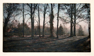 Etching by George Raab featuring a row of hardwood and pine trees along a wooden fence