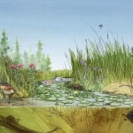 Marsh Habitat