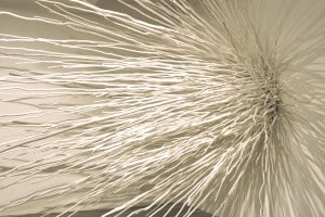 Sculpture by Shayne Dark. Group of long white sticks protruding from a wall in AGP's main gallery