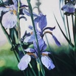 Mary McLoughlin, Blue Siberian Irises