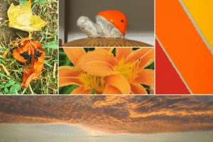 Grid with 5 images. Clockwise, from top-left corner: a yellow leaf and an orange leaf in the grass; a ceramic snail with orange shell; three diagonal stripes (Yellow, Orange, and Red); sunset. Middle image of orange flowers