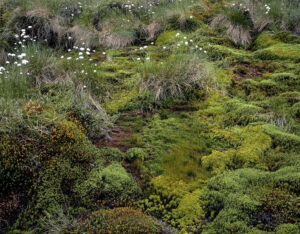 close view of various types of lush green mosses represented in a photographic art print