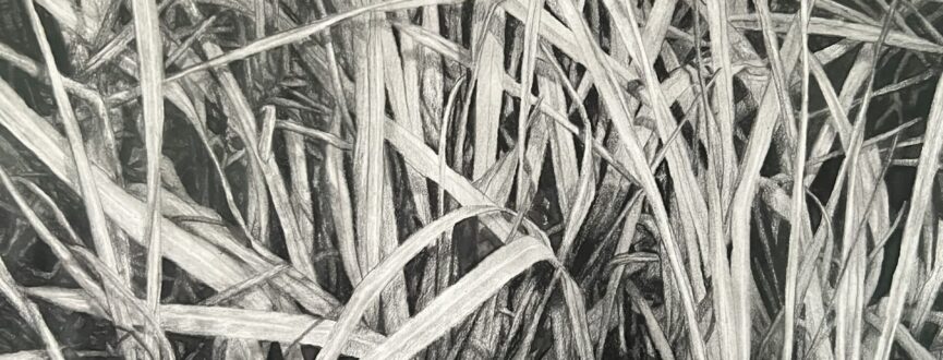 drawing of grass stalks in shades of black and greyby Rod Mireau