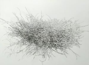 A still life drawing of a nest in pencil. The artist’s use of negative space and shading create definition in a dense nest of organic matter; twigs and grasses.
